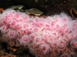 ผลการค้นหารูปภาพสำหรับ strawberry anemone