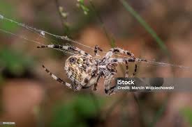 Attēlu rezultāti vaicājumam “Araneus angulatus”