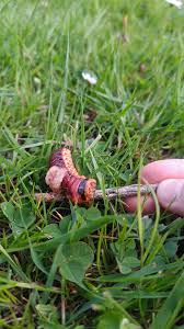 Attēlu rezultāti vaicājumam “Cossus cossus”