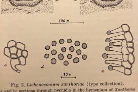 Attēlu rezultāti vaicājumam “Lichenoconium xanthoriae”