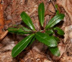 Attēlu rezultāti vaicājumam “Chimaphila umbellata”
