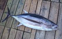 Image result for Thunnus obesus