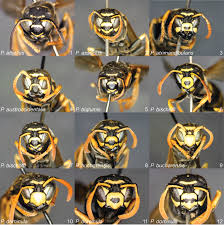 Attēlu rezultāti vaicājumam “Polistes”