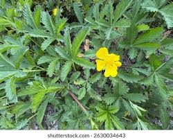 Attēlu rezultāti vaicājumam “Potentilla reptans”