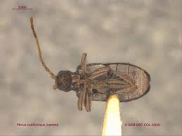 Attēlu rezultāti vaicājumam “Ptinus sp.”