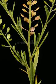 Attēlu rezultāti vaicājumam “Lepidium densiflorum fruit”