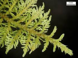 Attēlu rezultāti vaicājumam “Thuidium”