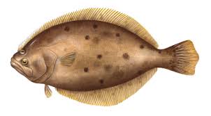 Image result for Paralichthys dentatus