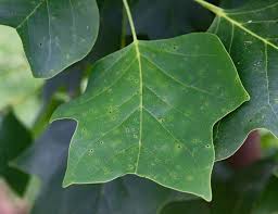 Attēlu rezultāti vaicājumam “Liriodendron tulipifera leaf”