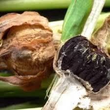 Attēlu rezultāti vaicājumam “Microbotryum tragopogonis - pratensis”