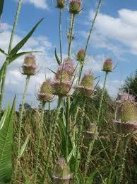 Image result for Dipsacus silvestris