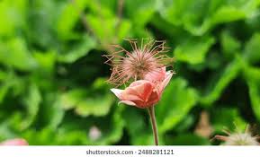 Attēlu rezultāti vaicājumam “Geum rivale fruit”