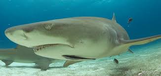 Image result for Negaprion brevirostris