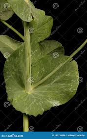 Attēlu rezultāti vaicājumam “Pisum sativum leaf”