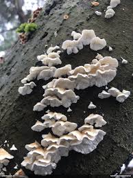 Attēlu rezultāti vaicājumam “Plicatura nivea”