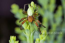 Attēlu rezultāti vaicājumam “Araniella male”