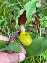 Attēlu rezultāti vaicājumam “Cypripedium calceolus leaf”