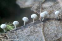 Attēlu rezultāti vaicājumam “Didymium squamulosum”