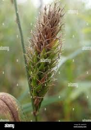 Attēlu rezultāti vaicājumam “Carex atherodes”