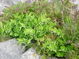 Attēlu rezultāti vaicājumam “Polygonatum odoratum leaf”