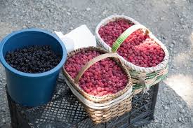 Attēlu rezultāti vaicājumam “Rubus caesius fruit”