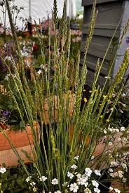 Attēlu rezultāti vaicājumam “Koeleria glauca leaf”