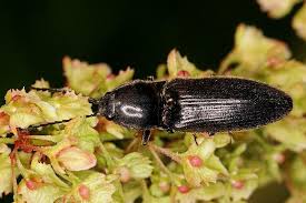 Attēlu rezultāti vaicājumam “Hemicrepidius sp.”