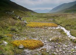 Attēlu rezultāti vaicājumam “Hamatocaulis lapponicus”