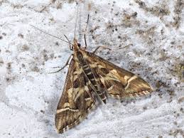 Attēlu rezultāti vaicājumam “Diasemia reticularis”