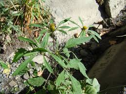 Attēlu rezultāti vaicājumam “Bidens frondosa”