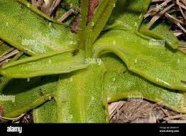 Attēlu rezultāti vaicājumam “Pinguicula vulgaris leaf”