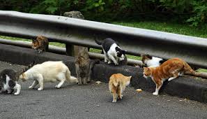 Attēlu rezultāti vaicājumam “Felis silvestris catus adult”