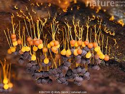 Attēlu rezultāti vaicājumam “Badhamia utricularis spores”