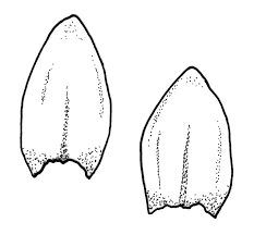 Attēlu rezultāti vaicājumam “Straminergon stramineum”