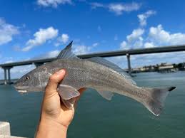 Image result for Menticirrhus littoralis