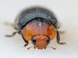 Image result for Cryptolaemus