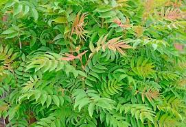 Attēlu rezultāti vaicājumam “Sorbaria sorbifolia”