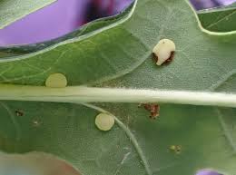 Attēlu rezultāti vaicājumam “Neuroterus albipes”