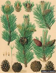 Attēlu rezultāti vaicājumam “Pinus mugo fruit”