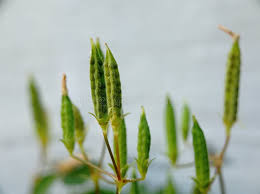 Attēlu rezultāti vaicājumam “Oxalis corniculata fruit”