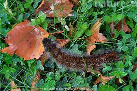 Attēlu rezultāti vaicājumam “Macrothylacia rubi larva”