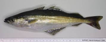 Image result for Pollachius pollachius