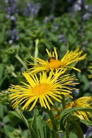 Attēlu rezultāti vaicājumam “Inula helenium leaf”