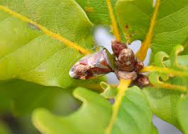 Attēlu rezultāti vaicājumam “Elasmostethus interstinctus nymph”
