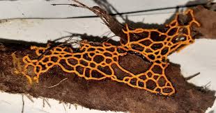 Attēlu rezultāti vaicājumam “Hemitrichia chrysospora spores”