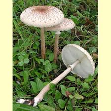 Attēlu rezultāti vaicājumam “Macrolepiota”