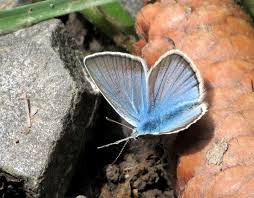 Attēlu rezultāti vaicājumam “Agrodiaetus damon underside”