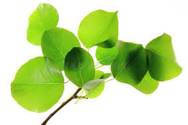 Attēlu rezultāti vaicājumam “Pyrus pyraster leaf”