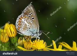 Attēlu rezultāti vaicājumam “Eumedonia eumedon underside”