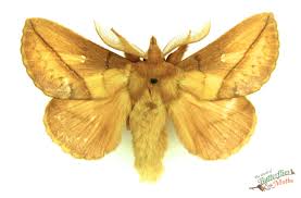 Attēlu rezultāti vaicājumam “Euthrix potatoria imago”